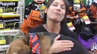 Halloween Dog Costumes