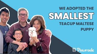 Adopting the SMALLEST Teacup Maltese Puppy on Pawrade com A Puppy Family Review
