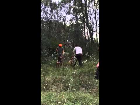Videó: Tények a madrone fáról: Madronfák termesztése a tájon