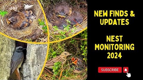 Redstart, Tree Pipit & more | Nest Finding & Monitoring 2024