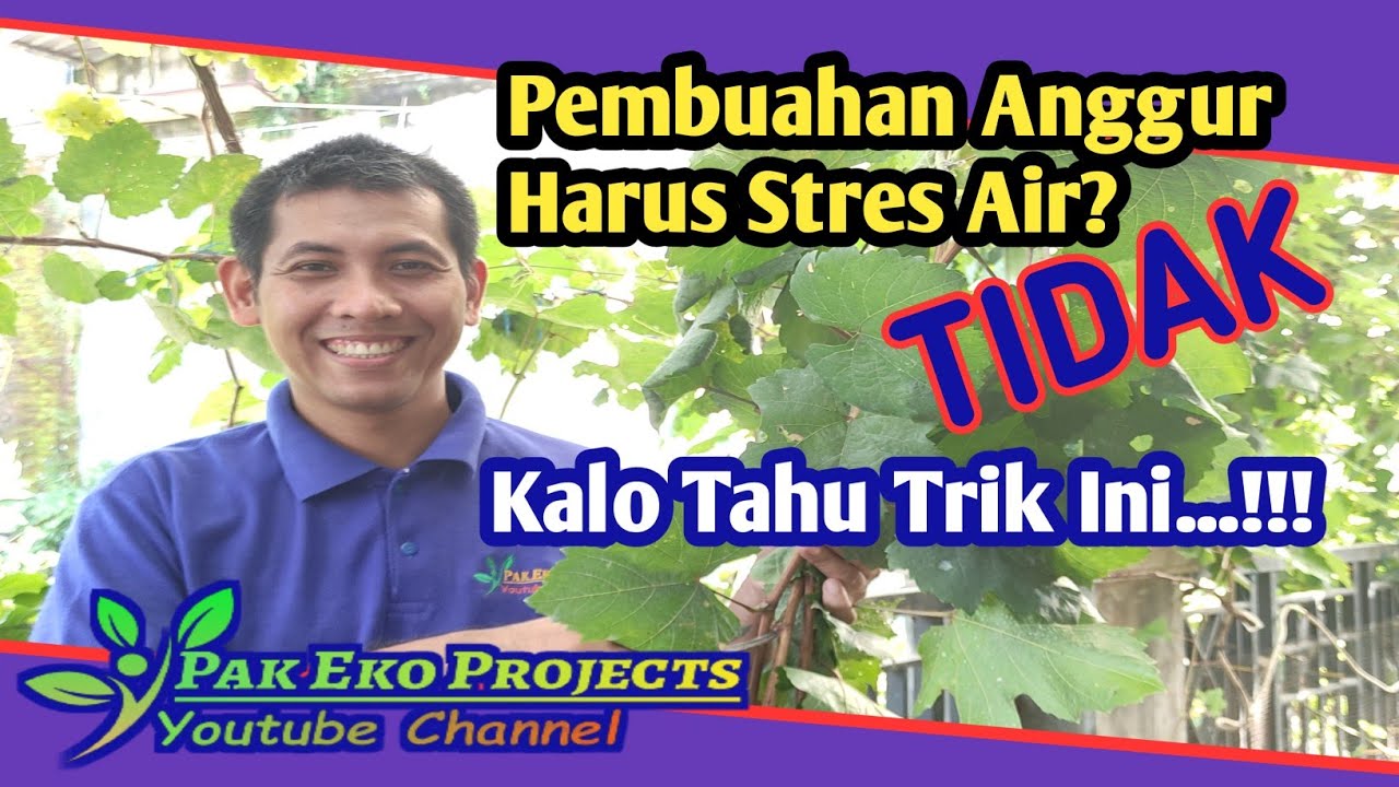 Tips Pembuahan Anggur Import Tanpa Stres Air di Musim Hujan