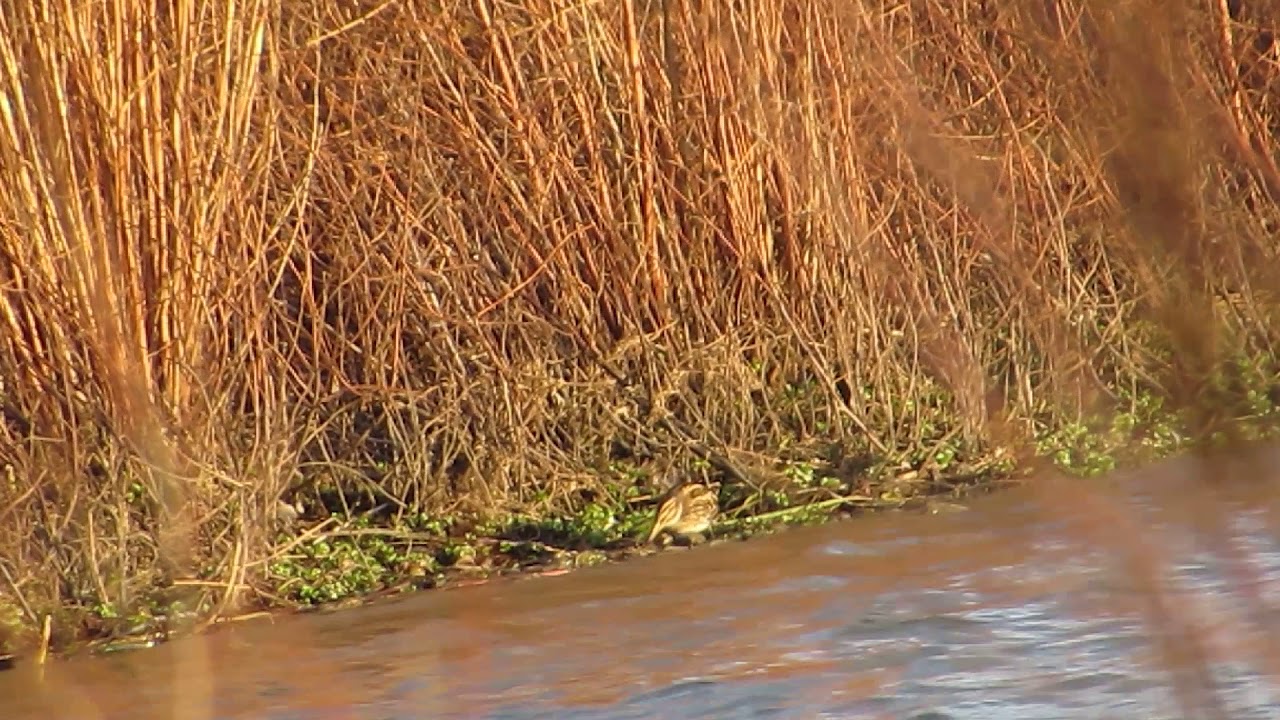 bird app Jack Snipe (lymnocryptes minimus)