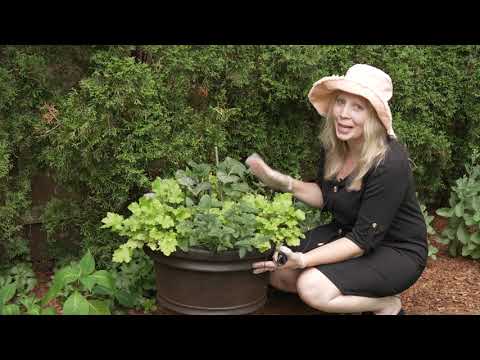 Video: Hydrangea padlí – léčba hortenzie padlím