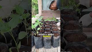 Pindah Tanam Anakan Cabai Rawit Ke Polibag