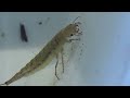 Escarabajo cazador acuático (Dytiscus marginalis). La criatura del pantano (larva). GONZALO.