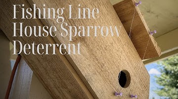 STAY OUT! - Fishing Line Sparrow Spooker