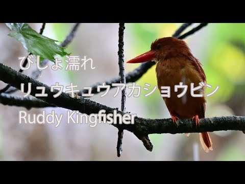 【びしょ濡れ】リュウキュウアカショウビン Ruddy Kingfisher
