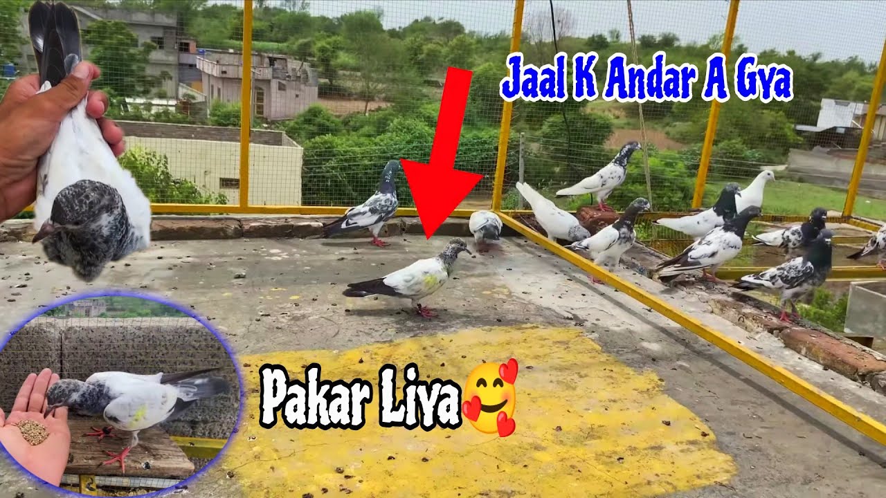 Aj 1_Pakra Kal 2_Bache Bhag Gye😓