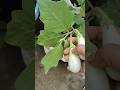 mo chata bagicha ru aji atiki harvest karichii🌱🍆 #myterracegarden # harvest#ytshorts