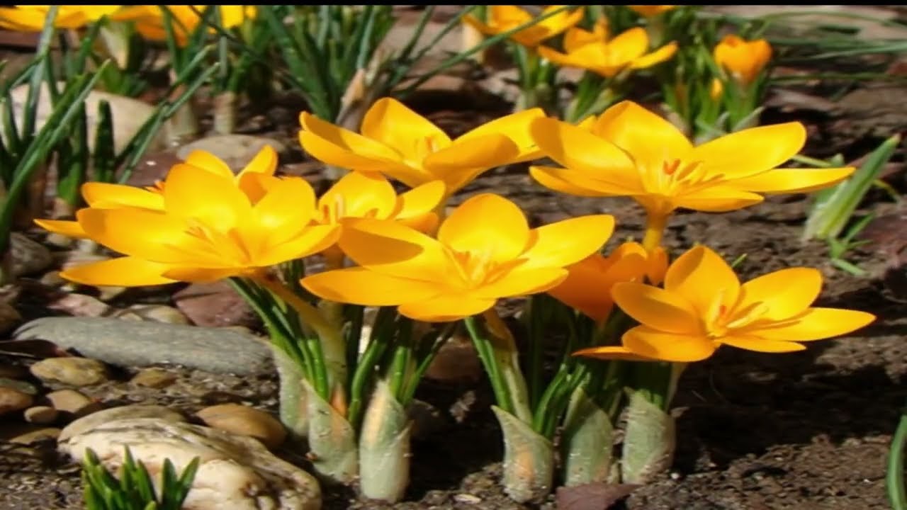 Цветы диких крокусов, растущие в природе Турции.