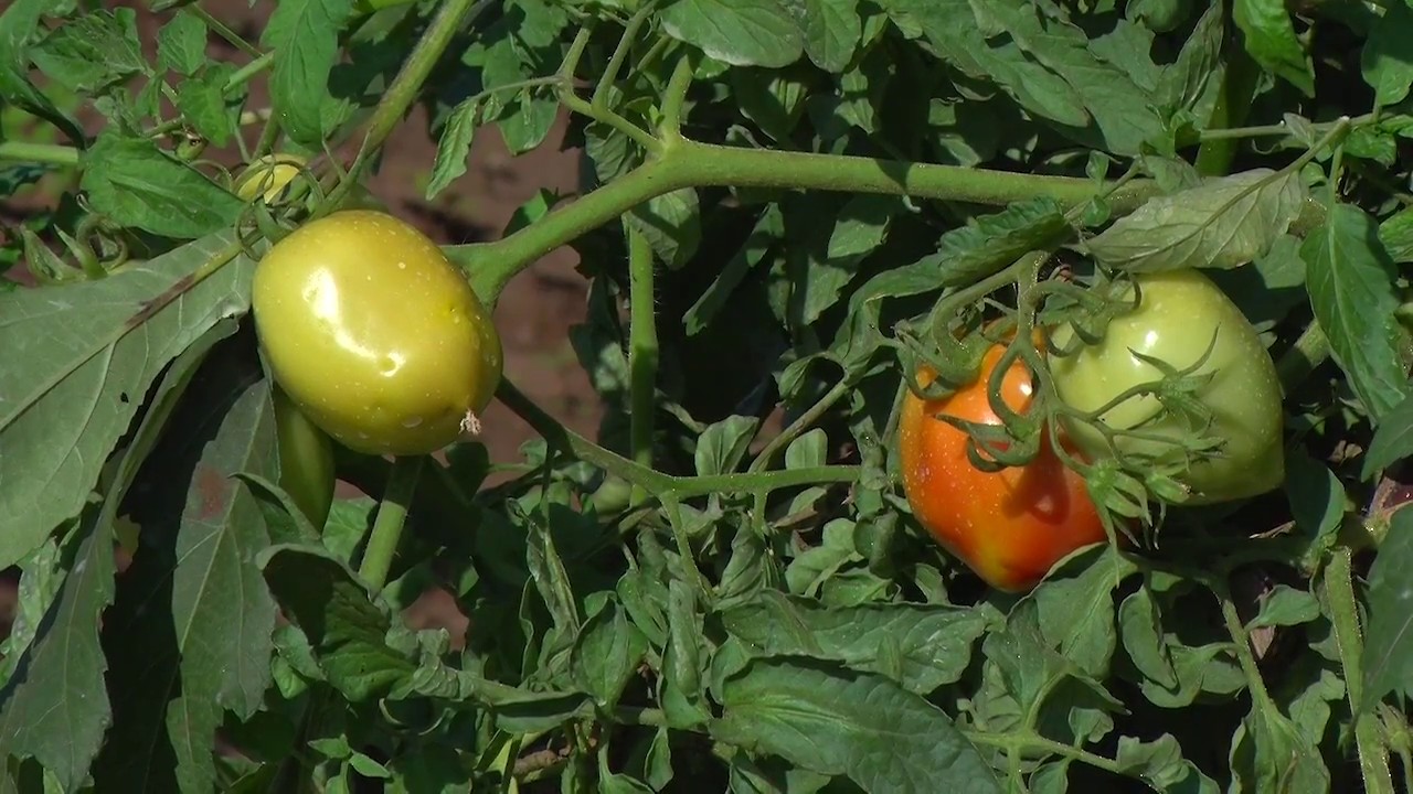 Marcelino Torcida aumenta área de produção e diversifica culturas com apoio da Aproval