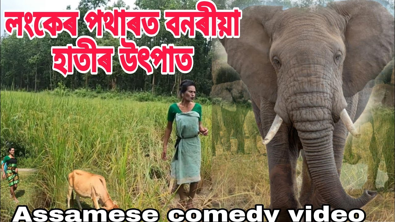 Дикие слоны на полях Ланкера2