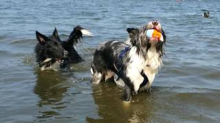 2016-08 Anita Riley Engeland Dogs In Need