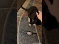 My Cat Likes to Play Fetch!