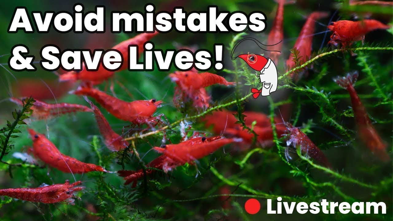The Cherry Shrimp Crash Course - LIVE with Rick and Adam