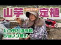 山芋定植　元肥を入れてすぐに定植するための工夫【山芋】【手芋】