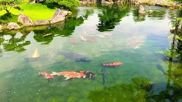 Quái vật trắm đen dưới hồ cá koi - Trường Lê 91