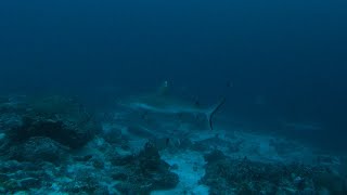 Sharks attack a group of fish