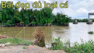 ✅ Câu cá Sông Sài Gòn 50k 12 tiếng bằng cám tổng hợp DF | DUY FISHING