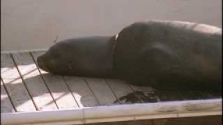 NOVA | Ocean Animal Emergency