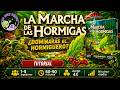 La Marcha de las Hormigas 🐜 Cómo jugar paso a paso