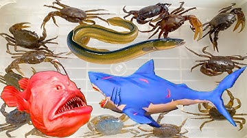 Kem Ốc Chanel ra ngõ ngập lụt cứu con cua, con cá, ốc sên, sên. Bắt cá thủy quái, con rắn, cá mập.