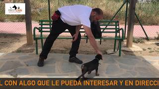 PSICO CAN OBEDIENCIA EP  1, educación canina, perros, cachorros, Doberman.