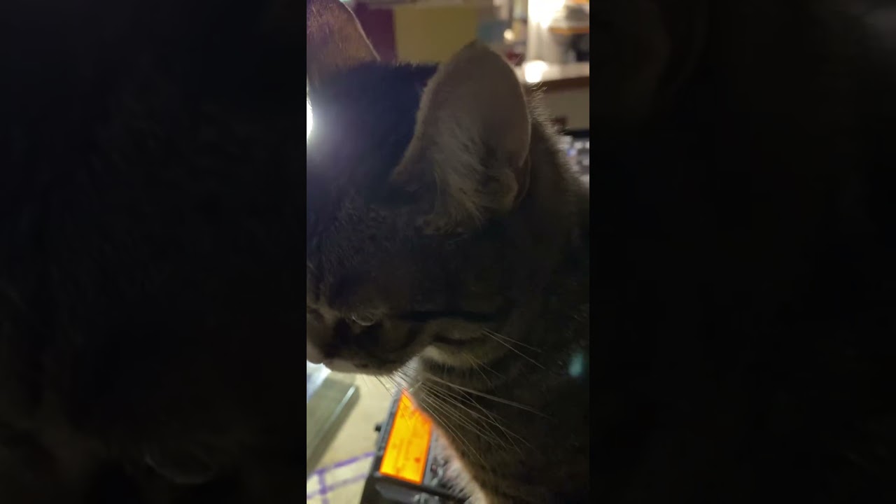 HL5IVL in 40m cw unsuccessful because of my cat