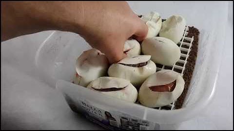 Clutch 4 of 2016 Ball Python Egg Cutting