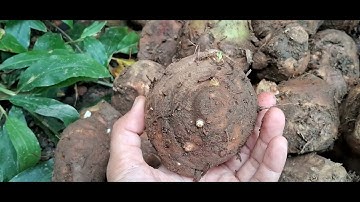 Củ Nghệ Độc Thân (nghệ cô đơn) củ giống 20k Vườn ươm Trường Xuân 0786.074.336