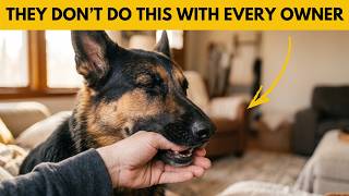 Your German Shepherd Does This ONLY If You're a Truly Great Owner