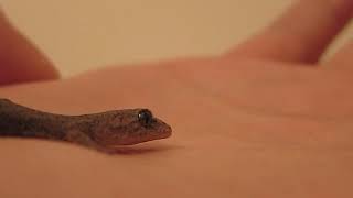 ヤモリの餌レオパゲルについて