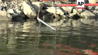 Biologists are studying fish in Tennessee Valley Authority lakes by using "electrofishing" to stun t
