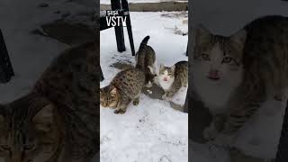 Şuşa 2024 . Əndi Ğdam Əlbəcər Ənd Çın