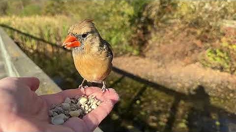 Hand-feeding Birds in Slow Mo - Northern Cardinals, Red-winged Blackbird