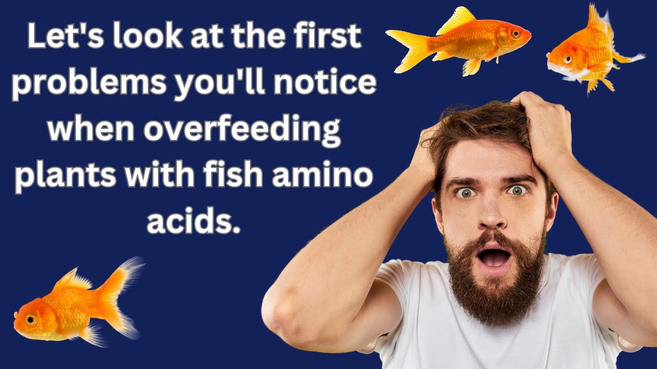 Let's look at the first problems you'll notice when overfeeding plants with fish amino acids.
