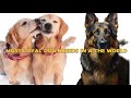 Top 10 Most Loyal Dog Breeds in the World