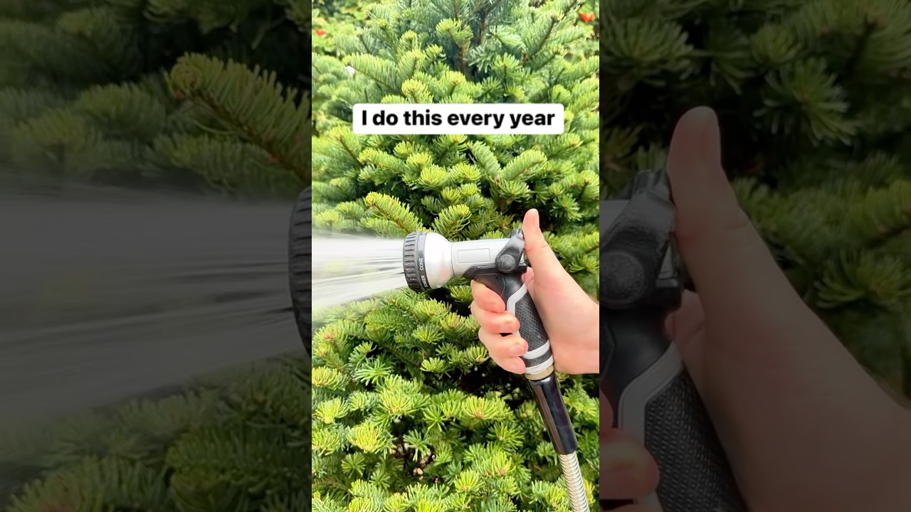 Water Christmas tree before bring it in 