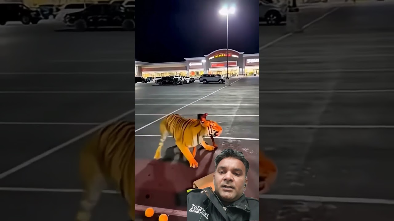 Tiger vs Doberman: Night Parking Lot Showdown Ends With Stun Gun