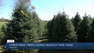 Lexington Christmas tree farmers suggest you should buy early this year