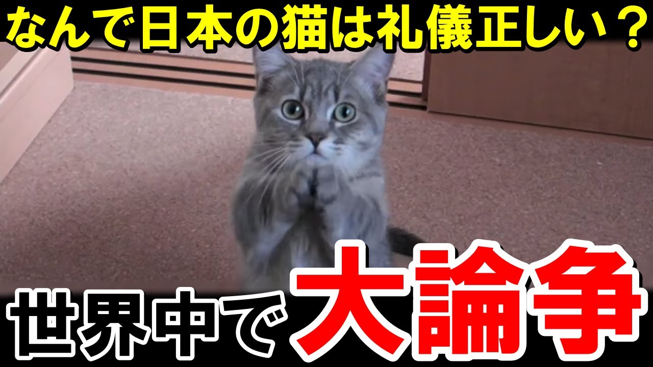 「なんで日本の猫はみんな礼儀正しいの！？」海外で大論争【海外の反応】