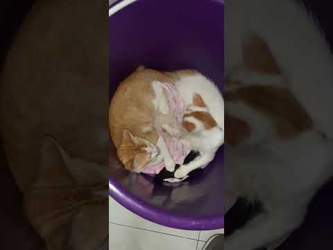 قطه سيسة توفية اسباب مجهول   ولده اكسبلور