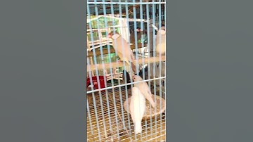 Java finches |Broadway pet market #shorts #short  #finches  #javafinches