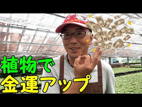金運アップ植物｜秘密の置き場所教えます - YouTube