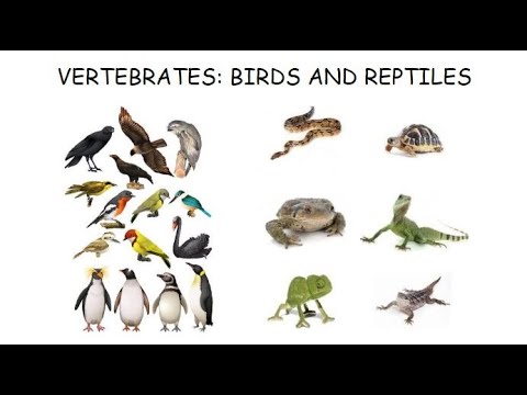 Vertebrates Birds and Reptiles - YouTube