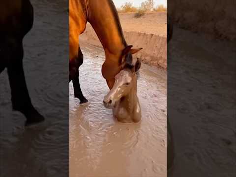 مهرة تطلب مساعدة والمفاجأة شريتح حيوانات حيوانات اليفه حيوانات برية طيور