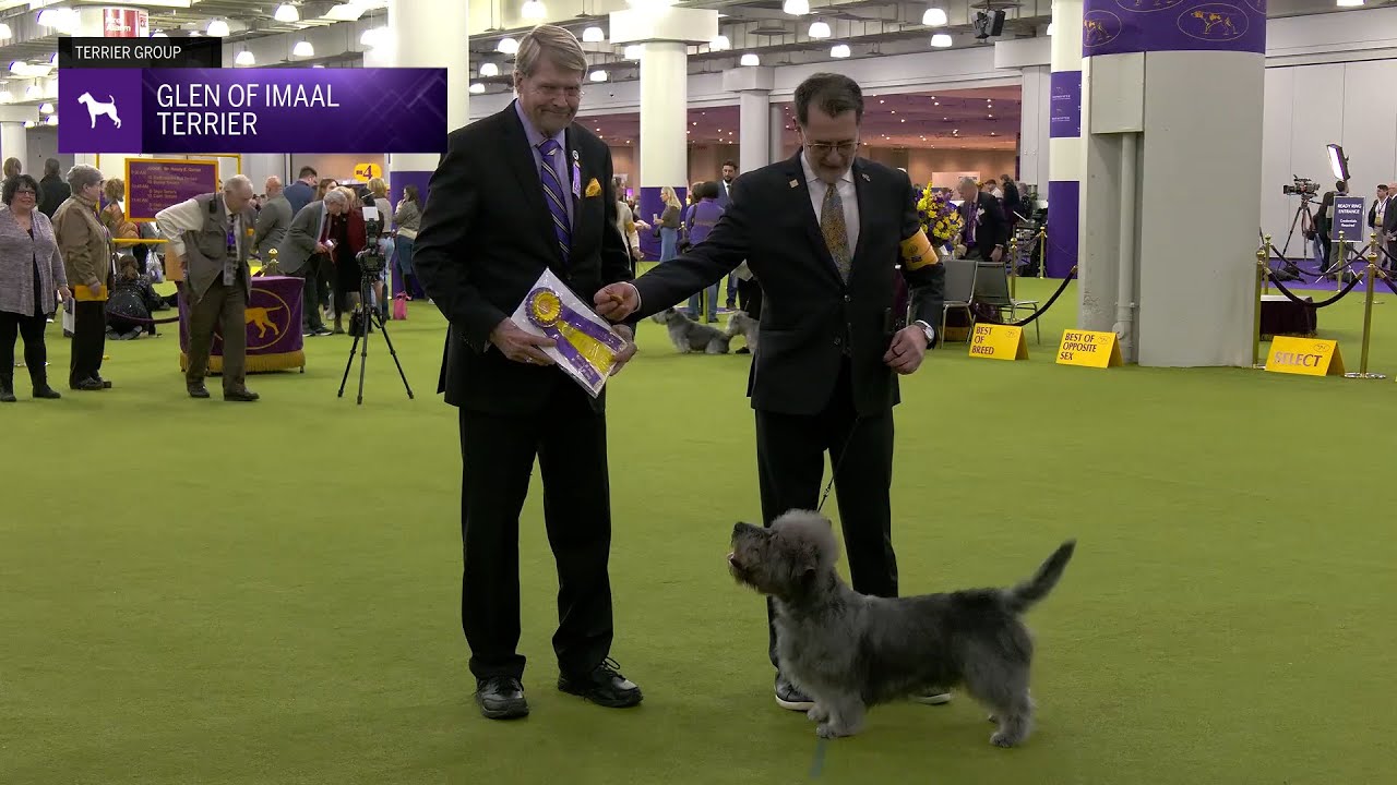 Glen of Imaal Terriers | Breed Judging 2025
