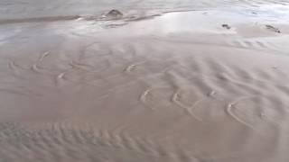 medano creek antidunes