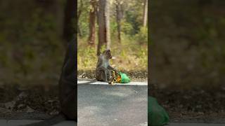 Wild animals don’t need our food. Forests don’t need our plastic…! Be a responsible visitor..!!