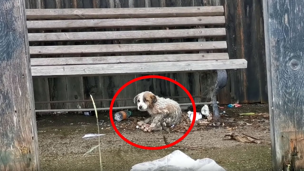 Больной испуганный малыш плакал на всю улицу прося помощи! Но его никто ...